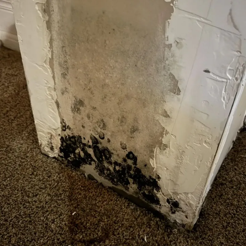 Professional Mold Removal in Ham Lake, MN